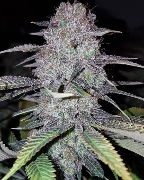 buy edibles sweets thc